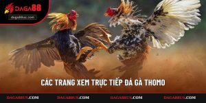 Các Trang Xem Trực Tiếp Đá Gà Thomo Nổi Bật 2025