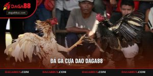 Đá gà cựa dao DAGA88 là loại hình chọi gà được rất nhiều người yêu thích. Với chất lượng phát sóng tốt, đảm bảo người xem sẽ cảm thấy mãn nhãn.