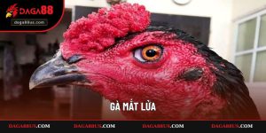 Gà Mắt Lửa - Lý Do Kê Được Nhiều Người Săn Đón