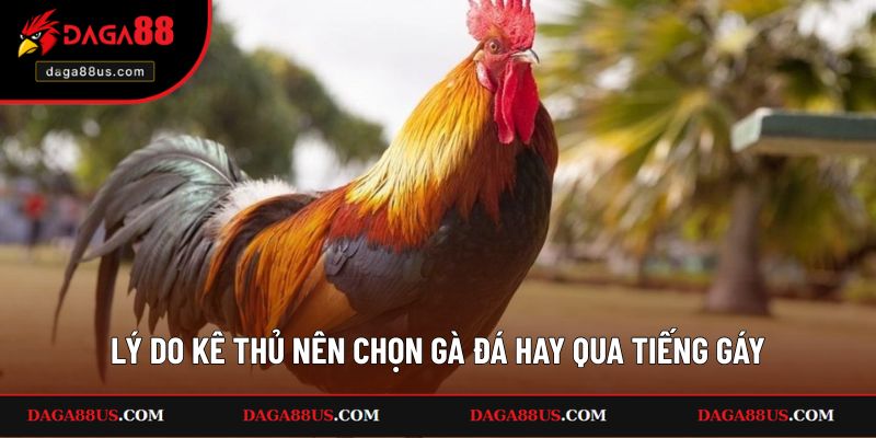 Lý do kê thủ nên chọn gà đá hay qua tiếng gáy